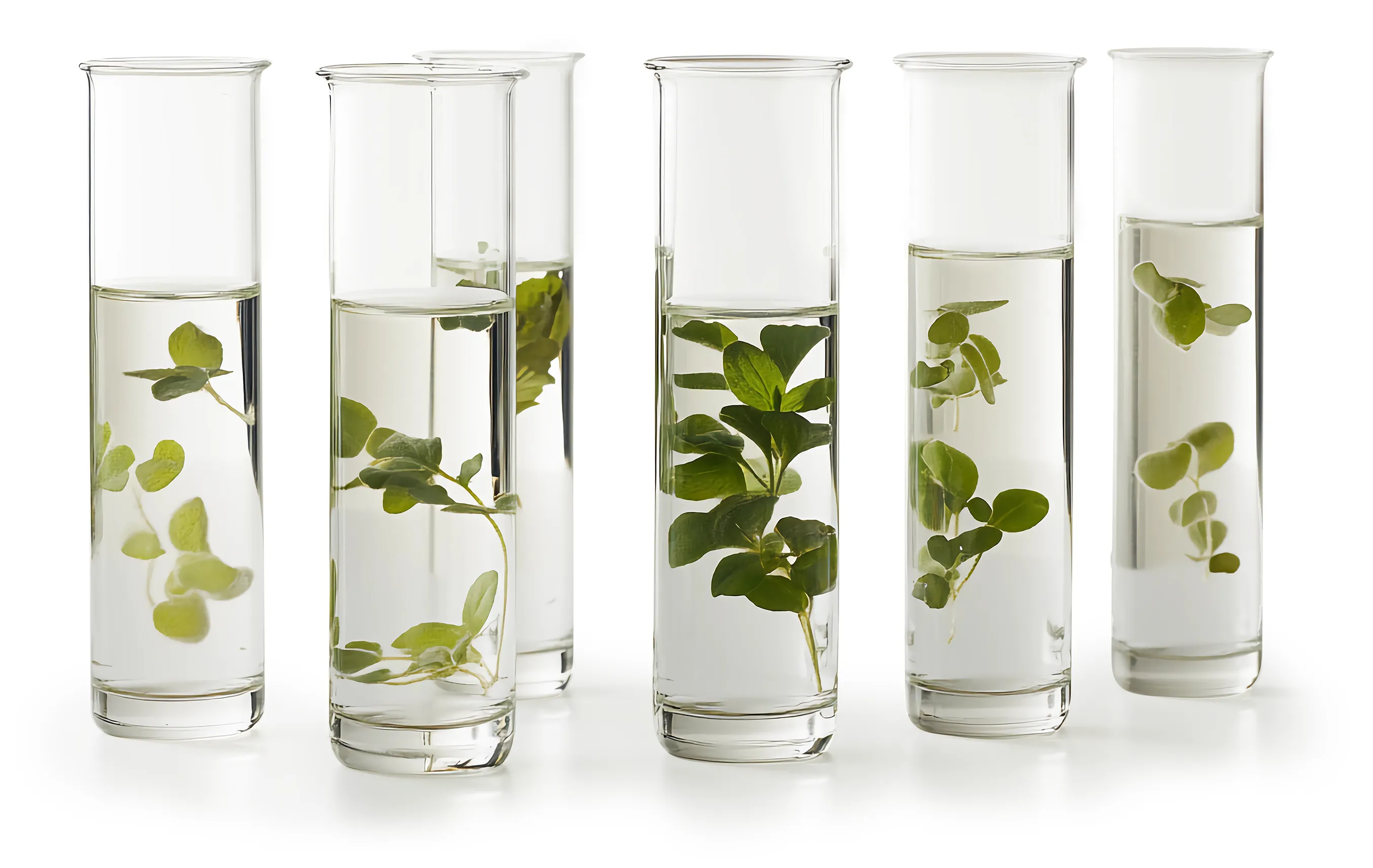 Plants in flasks